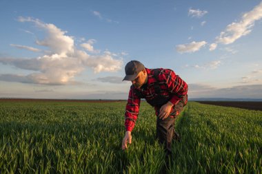 Buğday tarlalarında çiftçi. Büyüme, açık hava.