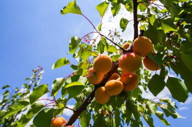 Bir grup olgun kayısı güneş ışığında dallanır.