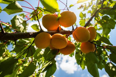 Bir grup olgun kayısı güneş ışığında dallanır.