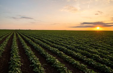 Çiftlik tarlasında büyüyen soya bitkilerinin üzerine gün batımı