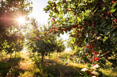  Ağaç dalında ekşi kirazlar yapraklarla, hasat zamanında meyve bahçesinde.. 