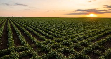 Çiftlik tarlasında büyüyen soya bitkilerinin üzerine gün batımı