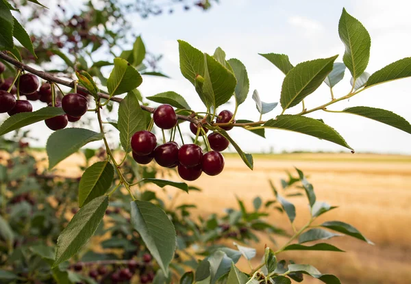 stock image  sour cherries on the  tree stick with leaves, in time of harvest in the summer in the orchard. 