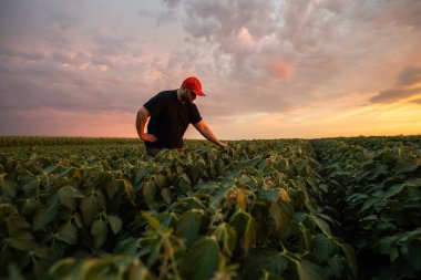Soya tarlasında çiftçi. Büyüme, açık hava.