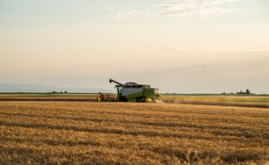  Buğday tarlasında gün batımında çalışan hasat makinesi. Olgun buğday hasat et. Tarım ve tarım