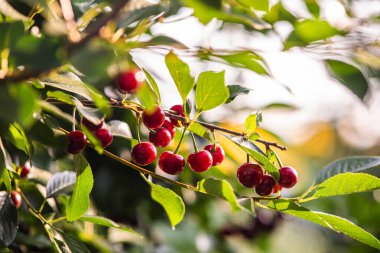  Ağaç dalında ekşi kirazlar yapraklarla, hasat zamanında meyve bahçesinde.. 