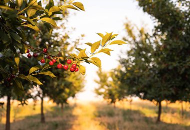  Ağaç dalında ekşi kirazlar yapraklarla, hasat zamanında meyve bahçesinde.. 