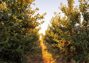  Ağaç dalında ekşi kirazlar yapraklarla, hasat zamanında meyve bahçesinde.. 