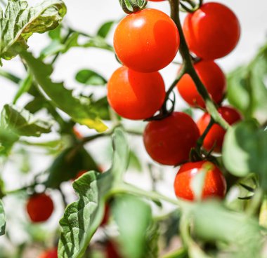 Bahçede büyüyen domatesler