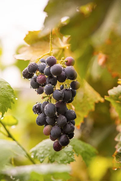 Rijpe Druiven Van Cabernet Wijnstokken Groeien Een Wijngaard — Stockfoto