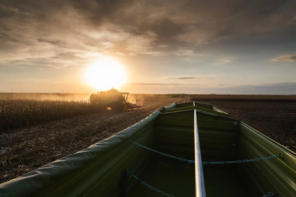 Maïsoogst Een Landbouwgrond Bij Zonsondergang — Stockfoto