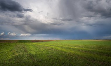Genç buğday tarlaları yazın başında gökyüzüne yükseldi.