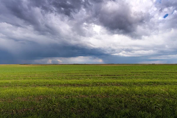 Ungt Vetefält Pryder Himlen Början Sommaren — Stockfoto