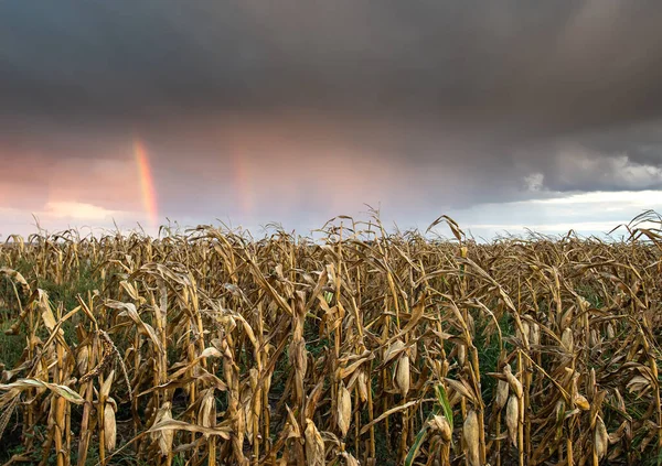 収穫の準備ができて熟したトウモロコシ畑の嵐のための劇的な雲の集まり — ストック写真