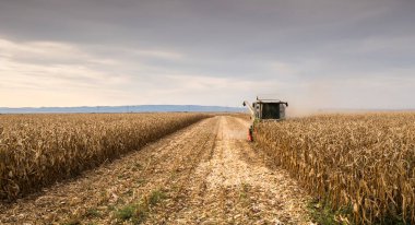 Alacakaranlıkta mısırları hasat eden hasatçıyı birleştirin.