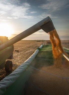Mısır tahıl hasat Field'da sonra traktör römork dökme