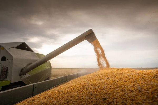 Maiskorn Nach Ernte Auf Feld Traktoranhänger Gegossen — Stockfoto