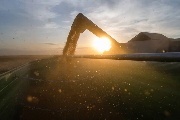 Подача Зерна Кукурузы Тракторный Прицеп После Сбора Урожая Поле — стоковое фото