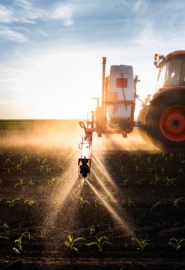 Traktör bahar aylarında mısır tarlasına böcek ilacı püskürtüyor.