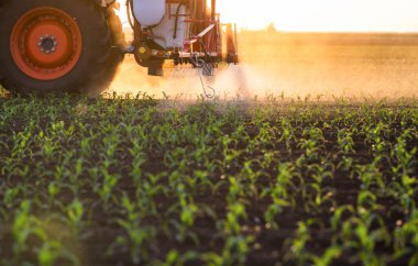 Traktör bahar aylarında mısır tarlasına böcek ilacı püskürtüyor.