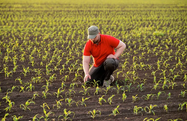 Agricultor Campos Maíz Crecimiento Aire Libre — Foto de Stock