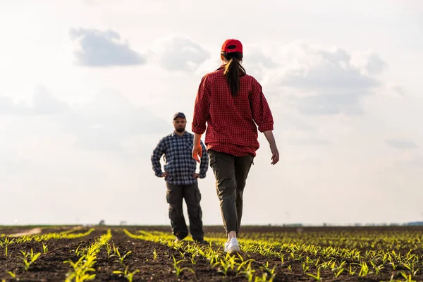 Молоді Фермери Які Виганяють Посадили Молоду Кукурудзу Навесні — стокове фото