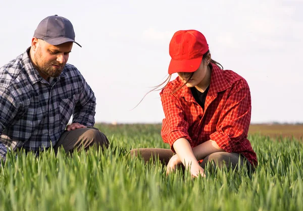 Jovens Agricultores Que Examinam Trigo Jovem Plantado Primavera — Fotografia de Stock