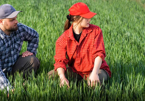 Молоді Фермери Виганяють Навесні Посадили Молоду Пшеницю — стокове фото