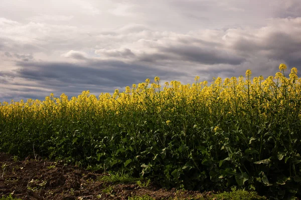 大規模な菜の花畑の上に雨が積もる雲のイメージ — ストック写真