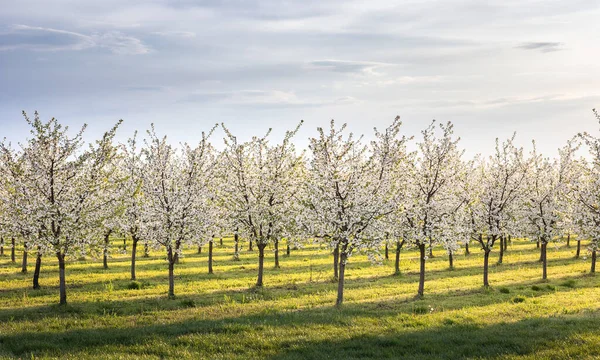 Rzędy Pięknych Kwitnących Drzew Owocowych Zielonym Trawniku Wiosną — Zdjęcie stockowe