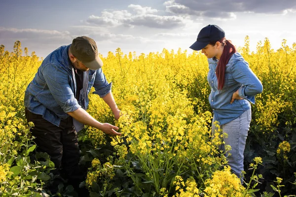 Two Farm Workers Examining Crops Blooming Rapeseed Field — Stock Photo, Image