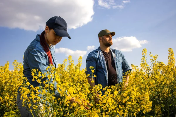 Two farm workers examining crops in blooming rapeseed field