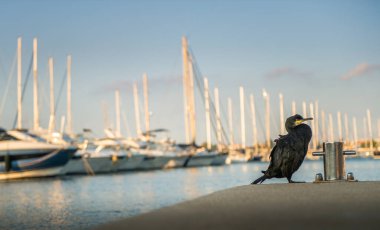  Rıhtımdaki karabatak deniz kuşu, tekne arka planı.