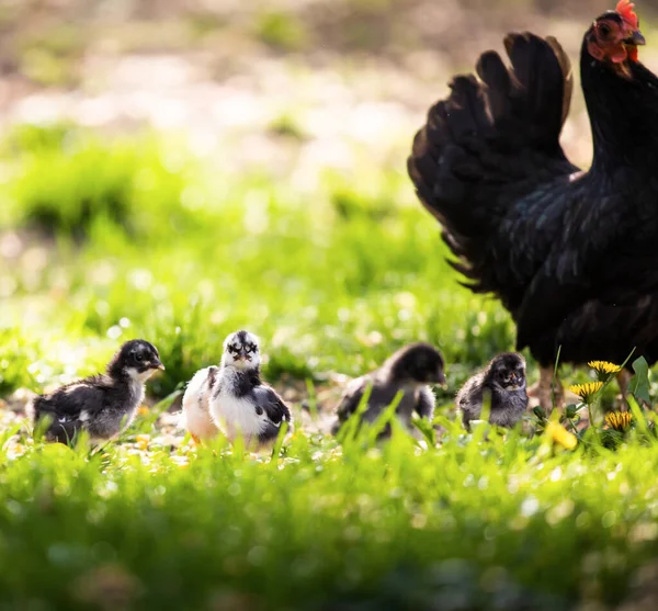Clucking Hen Chicks Grass Farm — Stock Photo, Image
