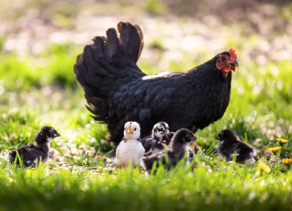Kloktající Slepice Kuřata Trávě Farmě — Stock fotografie
