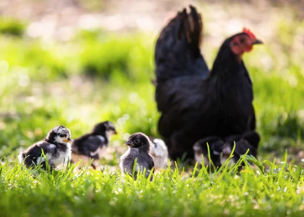 Кудахтание Курицы Цыплят Траве Ферме — стоковое фото