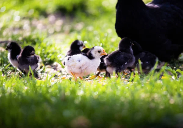 Knutselen Van Kippen Kuikens Het Gras Een Boerderij — Stockfoto
