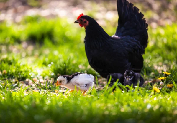 Knutselen Van Kippen Kuikens Het Gras Een Boerderij — Stockfoto