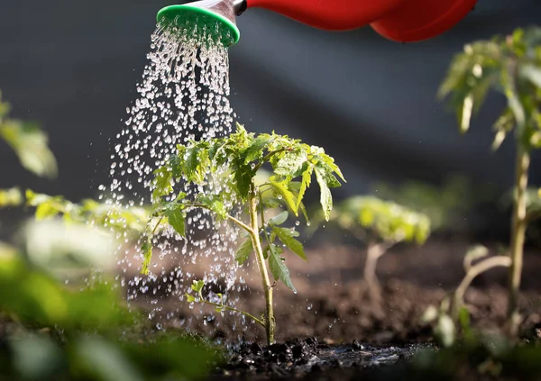 Gardening Concept Watering Seedling Tomato Plant Greenhouse Garden Red Watering — Zdjęcie stockowe