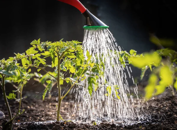 Gardening Concept Watering Seedling Tomato Plant Greenhouse Garden Red Watering — Stok Foto