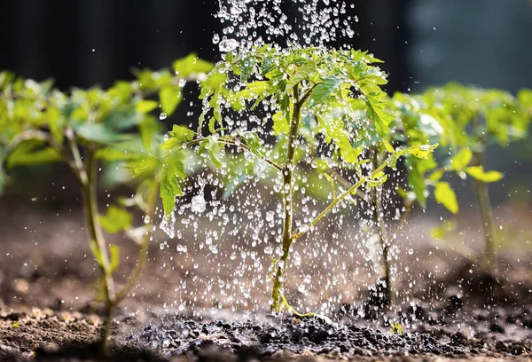 Jardinagem Concept Watering Planta Tomate Mudas Estufa Jardim Com Regador — Fotografia de Stock