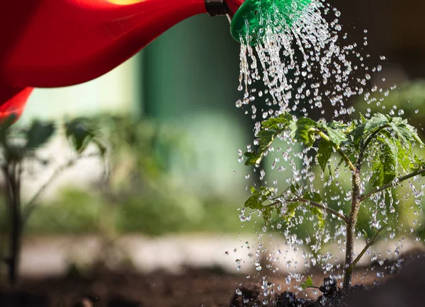 Gardening Concept Watering Seedling Tomato Plant Greenhouse Garden Red Watering — Stock Photo, Image