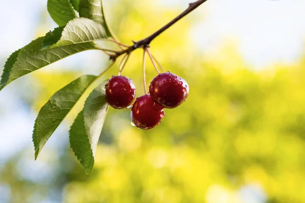 Savanyú Cseresznye Közelsége Cseresznyefán — Stock Fotó