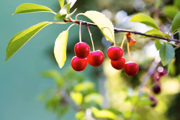 Savanyú Cseresznye Közelsége Cseresznyefán — Stock Fotó