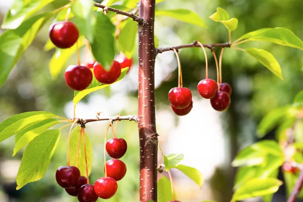 벚나무에 신맛나는 열매를 클로즈업 — 스톡 사진