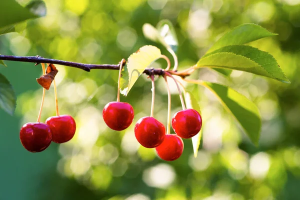 樱桃树上的酸樱桃 — 图库照片