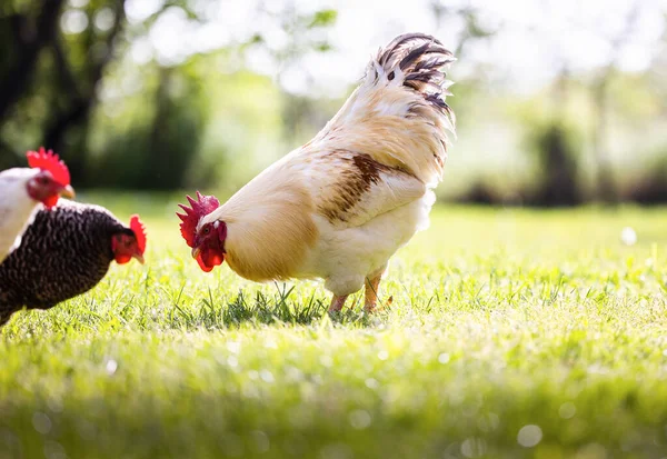 酉と村の鶏 ルースター ライブ ヤード家禽鶏草フィールド — ストック写真