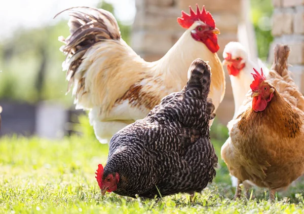 公鸡和母鸡在村子里 公鸡住的院子家禽公鸡草字段 — 图库照片