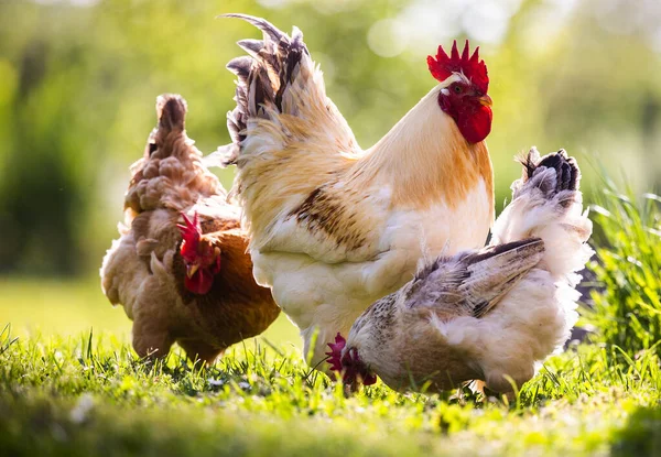 公鸡和母鸡在村子里 公鸡住的院子家禽公鸡草字段 — 图库照片