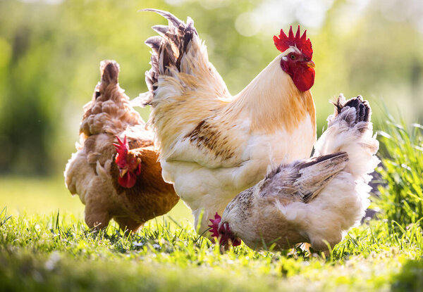 Rooster and hen in the village, rooster live yard poultry roosters grass field